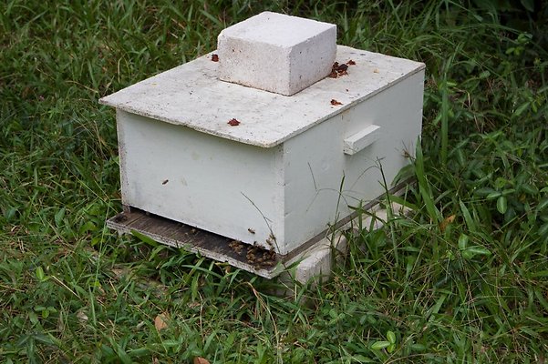 Avocados:Hike Start:Bees