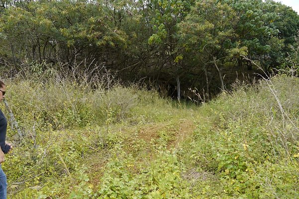 HI50 S6 Gun Stock Ranch 41