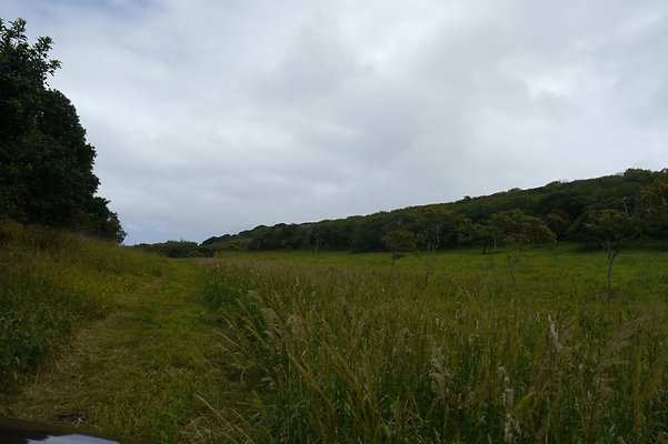 HI50 S6 Gun Stock Ranch 40