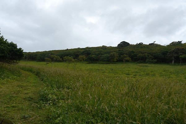 HI50 S6 Gun Stock Ranch 39