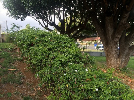 HI50 S6 2336 Oahu Ave 25.45