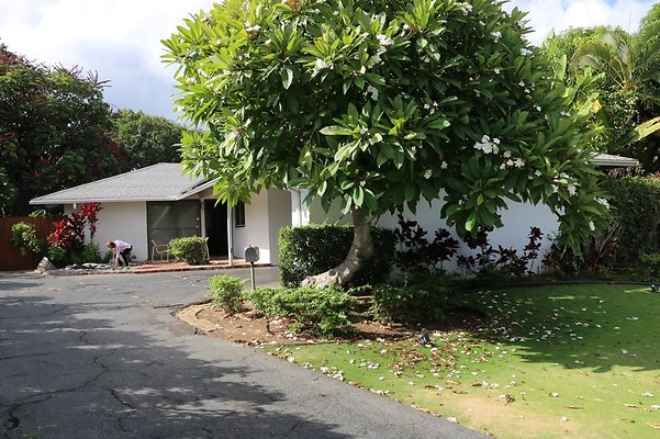 Kahala 741 Ulumaika Norma 282 3673