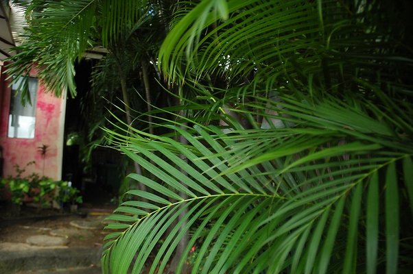 51-HI50 S5 5505KalanianaoleHwyKI1 DSC 4029 51-HI50 S5 5505KalanianaoleHwyKI1 DSC 4029