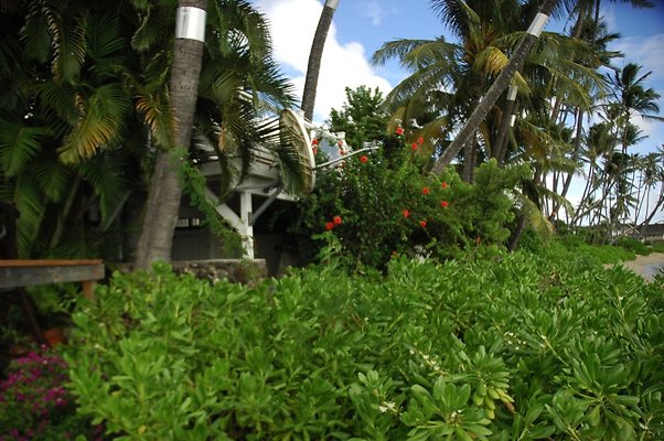 48-HI50 S5 5505KalanianaoleHwyKI1 DSC 4022 48-HI50 S5 5505KalanianaoleHwyKI1 DSC 4022