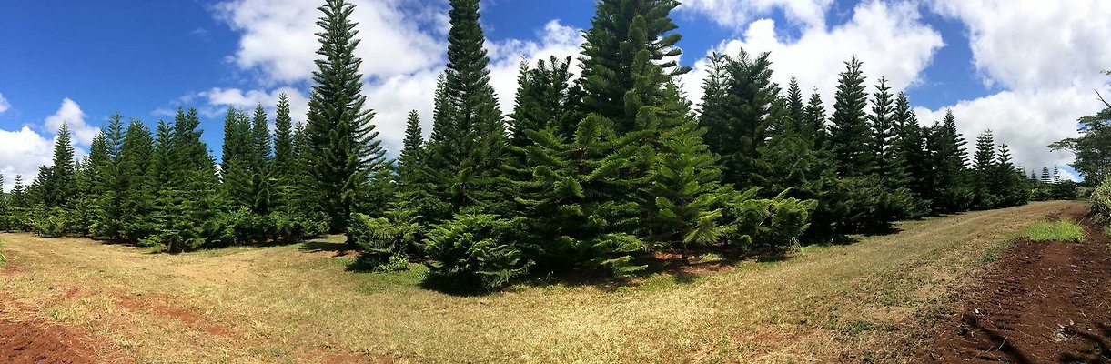 Helemano 2 Helemano 2