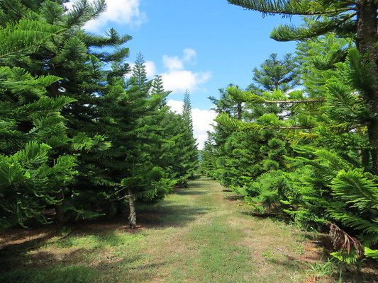 Helemano Farms- Wahiawa Helemano Farms- Wahiawa