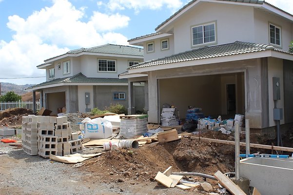 Puu Panini Galia Puu Panini Galia