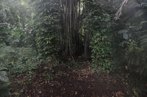 Waimea Valley - Haleiwa 2019