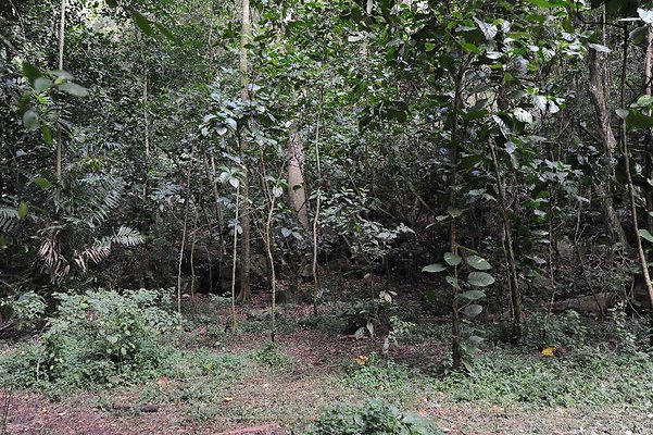 Waimea Valley Nov 2019