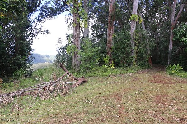 Lychee Farm Ravine Lychee Farm Ravine