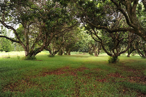 Lychee Farm Miliani Mauka Lychee Farm Miliani Mauka