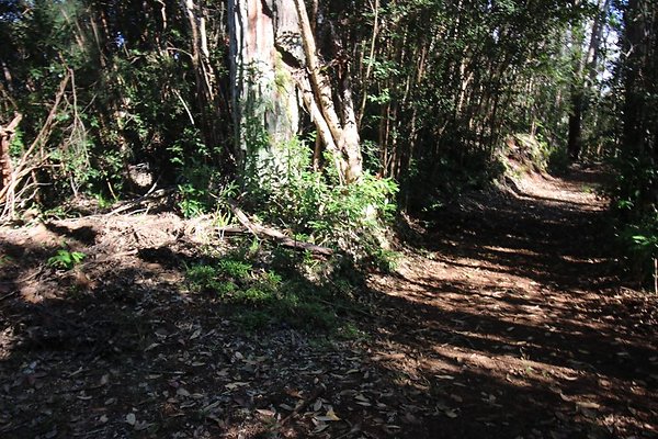 th IMG 1971 th IMG 1971