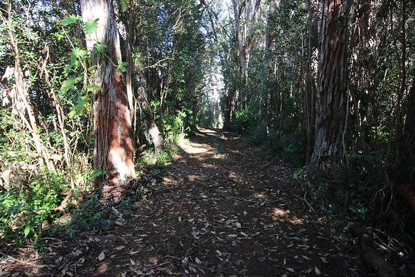 Mililani Lychee Farm 95-1205 Kapanoe Pl Aaron OBrien 808.372,7393