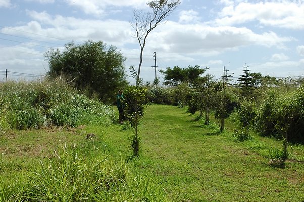 Wahiawa Green World Coffee Wahiawa Green World Coffee