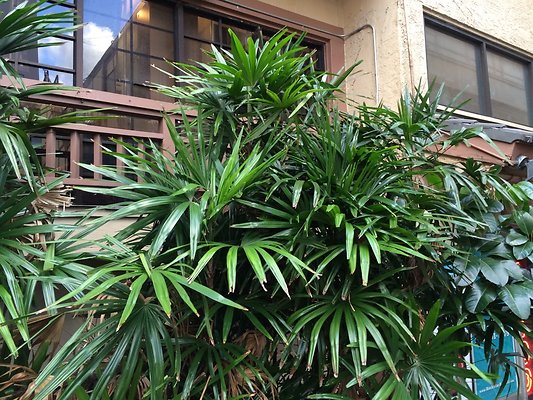 HI50 S5 Alley 2014-11-18 17.00.32 HI50 S5 Alley 2014-11-18 17.00.32