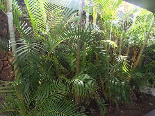 HI50 S5 5797KalanianaoleHwyKI2 2014-10-31 14.09.57