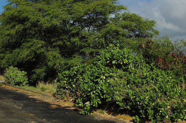 HI50 S6 DSC 5221 HI50 S6 DSC 5221