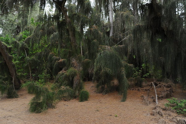 Sherwood Forest Waimanalo Sherwood Forest Waimanalo