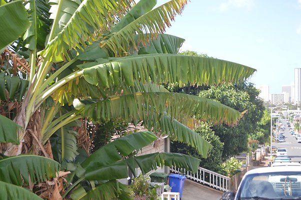 Kaimuki 3348 Catherine St and Alohea Kaimuki 3348 Catherine St and Alohea