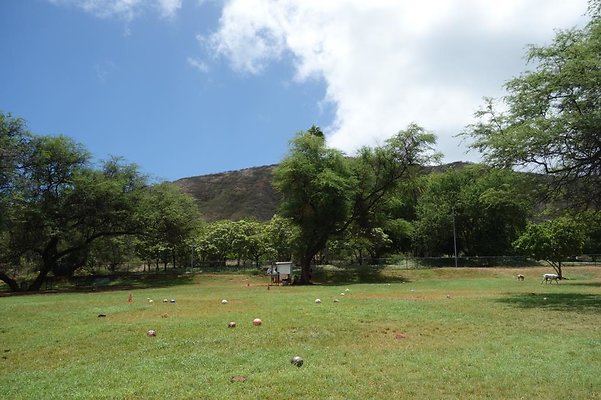 DH Bark Park 4155 Diamond Head Rd