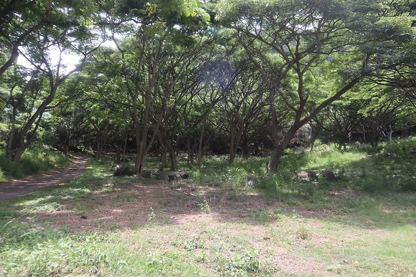 Kualoa woods near Dennys gate Kualoa woods near Dennys gate