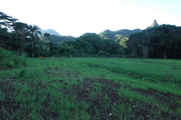 Waimanalo Open Lot across Waimanalo Wood Jessica Stamm 808.294.7432 Waimanalo Open Lot across Waimanalo Wood Jessica Stamm 808.294.7432
