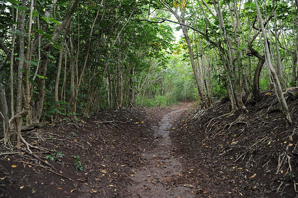 Maunawili Trail Waimanalo Maunawili Trail Waimanalo