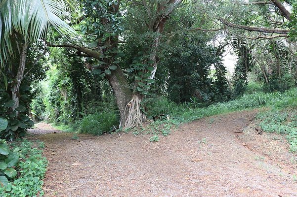 Heeia Jungle Heeia Jungle