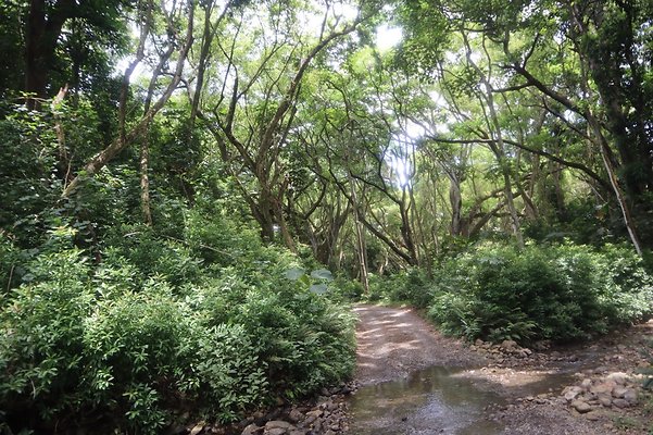 Kualoa woods near Hakipuu Kualoa woods near Hakipuu