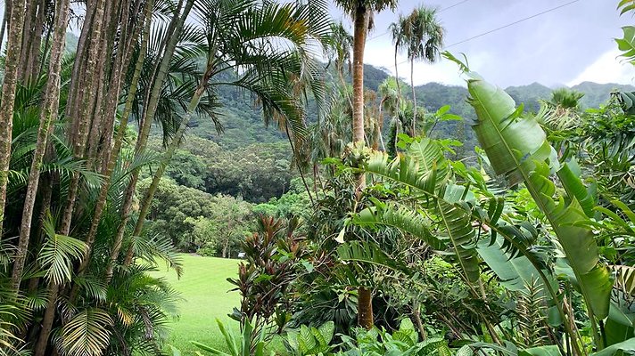 Manoa Lyon Arboretum 3860 Manoa Rd- Ken Seamon 220.2170 Manoa Lyon Arboretum 3860 Manoa Rd- Ken Seamon 220.2170