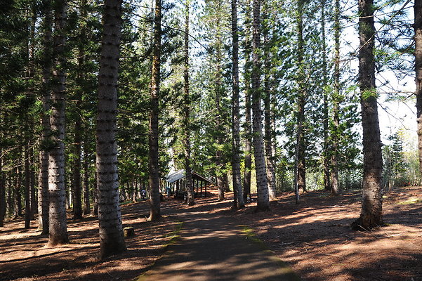 Waahia Ridge State Park Waahia Ridge State Park