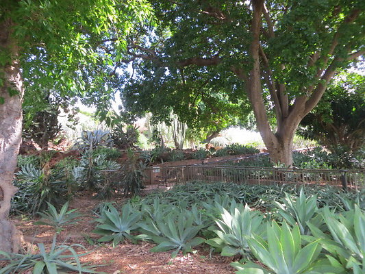 KCC Cactus Farm KCC Cactus Farm