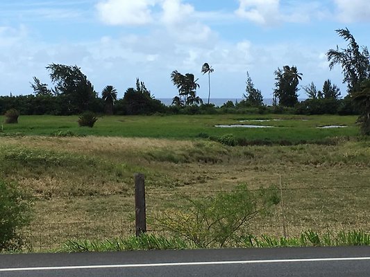 Sunset Beach Kalou Marsh 58-165 Kamehameha Hwy UH Agriculture