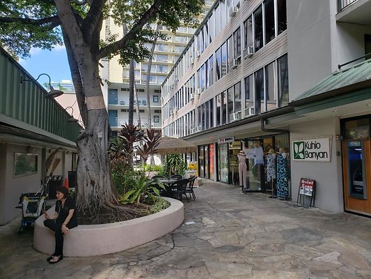 Kuhio Banyan