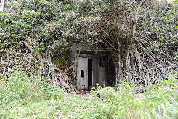 Kualoa Creepy Tunnel