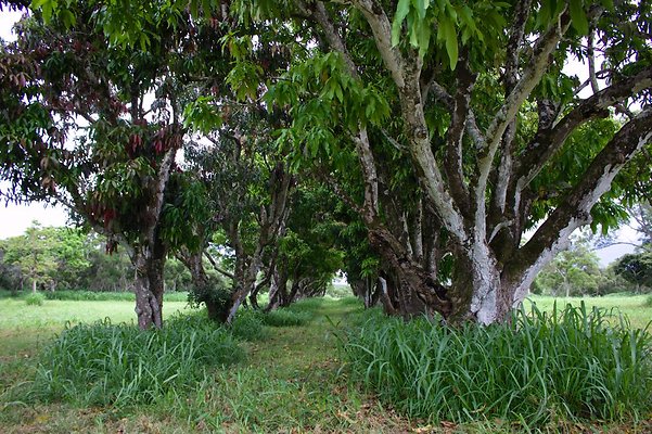 Feilds and Mango Grove Feilds and Mango Grove