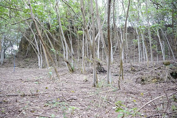 HI50 S6 Gun Stock Ranch 55