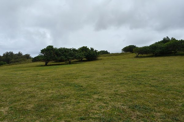 HI50 S6 Gun Stock Ranch 27