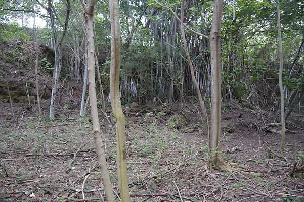 HI50 S6 Gun Stock Ranch 53