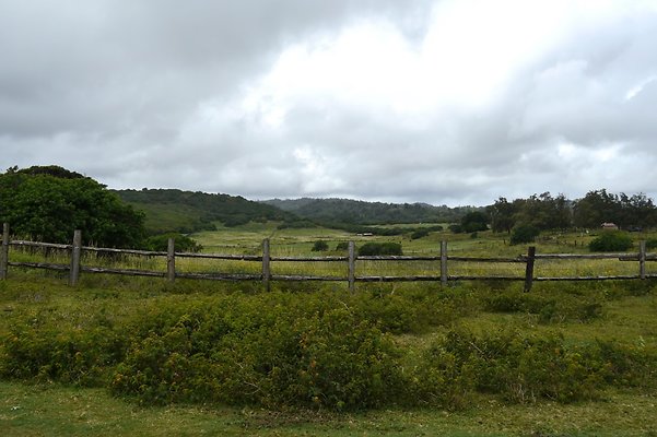 HI50 S6 Gun Stock Ranch 37