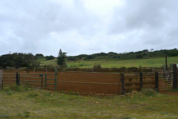 HI50 S6 Gun Stock Ranch 34