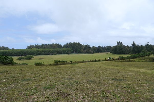 HI50 S6 Gun Stock Ranch 32