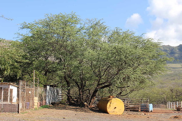 Lyman Ranch rs Lyman Ranch rs