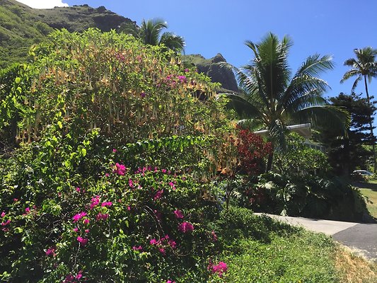 HI50 S6 Kaaawa 51-404 Maumauluukaa St 37.31