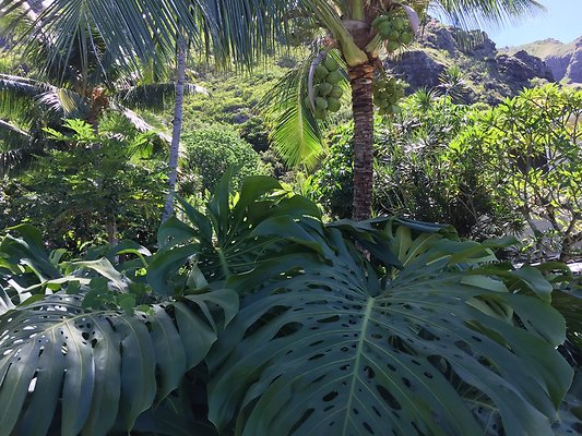 HI50 S6 Kaaawa 51-404 Maumauluukaa St 37.11